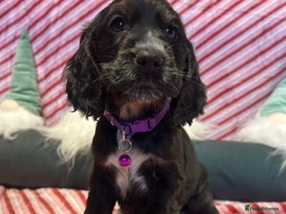 Cocker Spaniel dogs Cocker Spaniel Girls - Advert 4