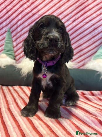 Cocker Spaniel dogs Cocker Spaniel Girls - Advert 3