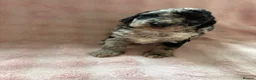 Cockapoo dogs for sale: TOP CLASS PUPPIES  - Advert 5