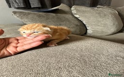 Domestic Shorthair cats for sale: Ginger / Grey&Silver Kitten for sale  - Image 5