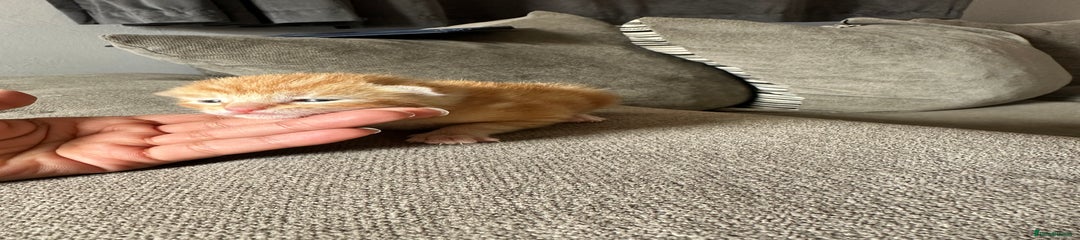 Ginger
