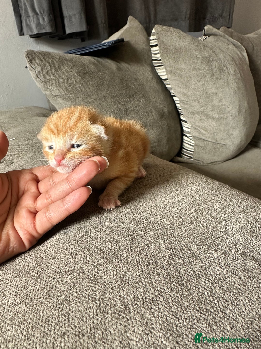 Domestic Shorthair cats for sale: Ginger / Grey&Silver Kitten for sale  - Image 5
