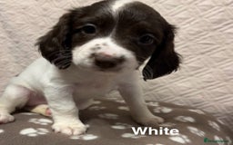 English Springer Spaniel dogs for sale: Outstanding Working Springer Spaniel Puppies  - Image 8