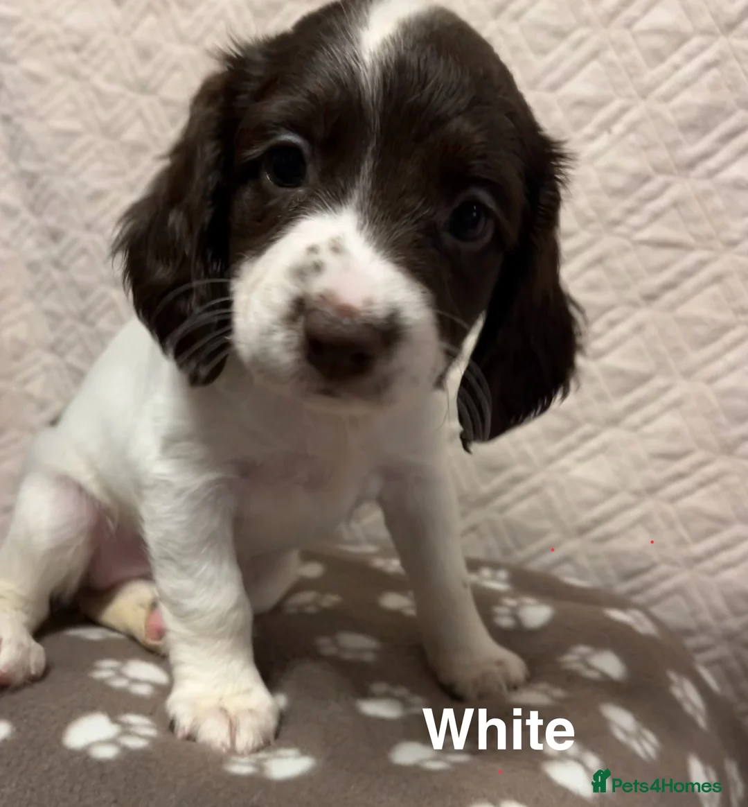 English Springer Spaniel dogs for sale: Outstanding Working Springer Spaniel Puppies  - Advert 8