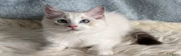 Ragdoll cats for sale: Beautiful Tica Register Kittens Ragdoll - Advert 7
