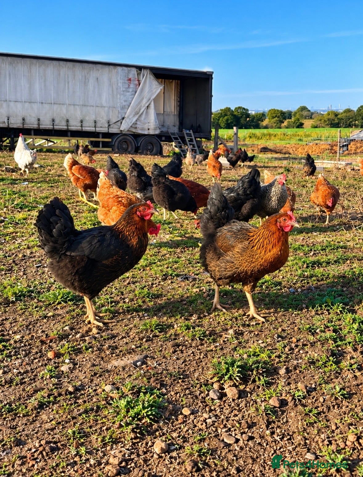 Chickens poultry POL Copper Maran Pullets for sale  - Advert 2