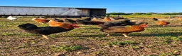 Chickens poultry for sale: POL Copper Maran Pullets for sale  - Advert 2
