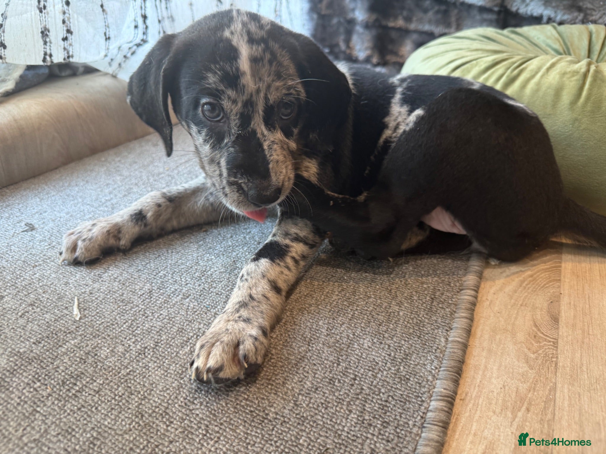 Mixed Breed dogs Border Collie- Blue Merle x Hungarian Vizsla  - Advert 2