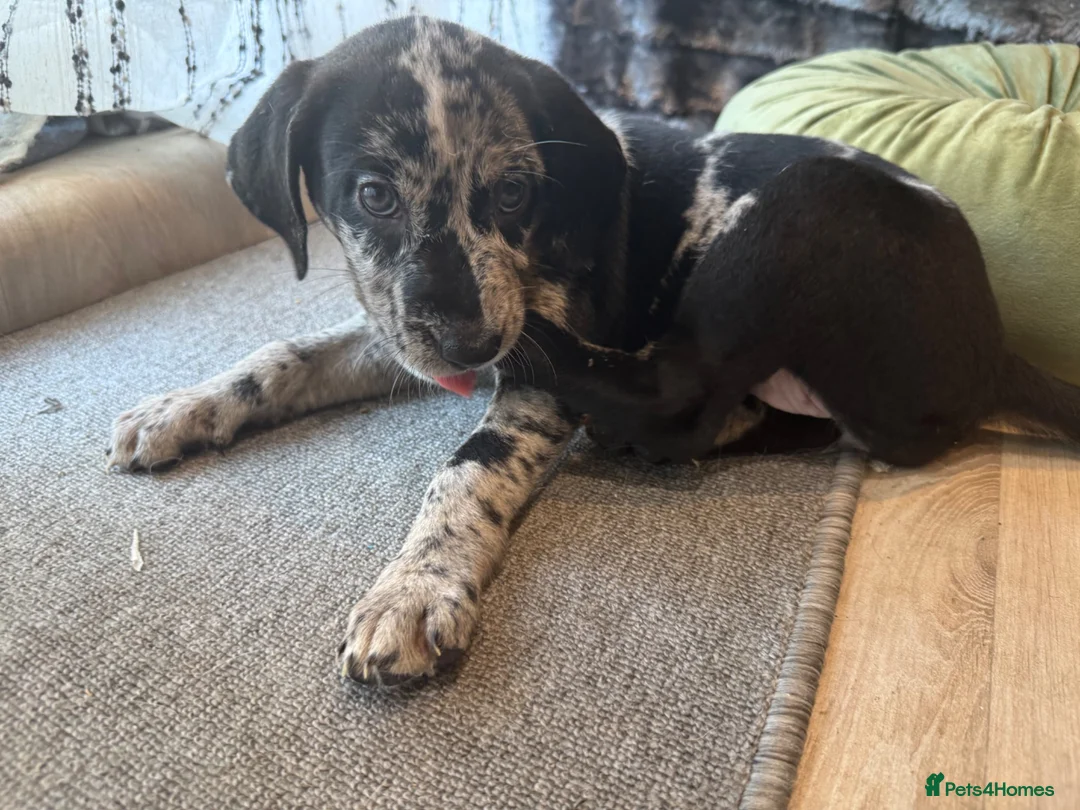 Mixed Breed dogs for sale: Border Collie- Blue Merle x Hungarian Vizsla  - Advert 2