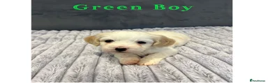 Green Boy