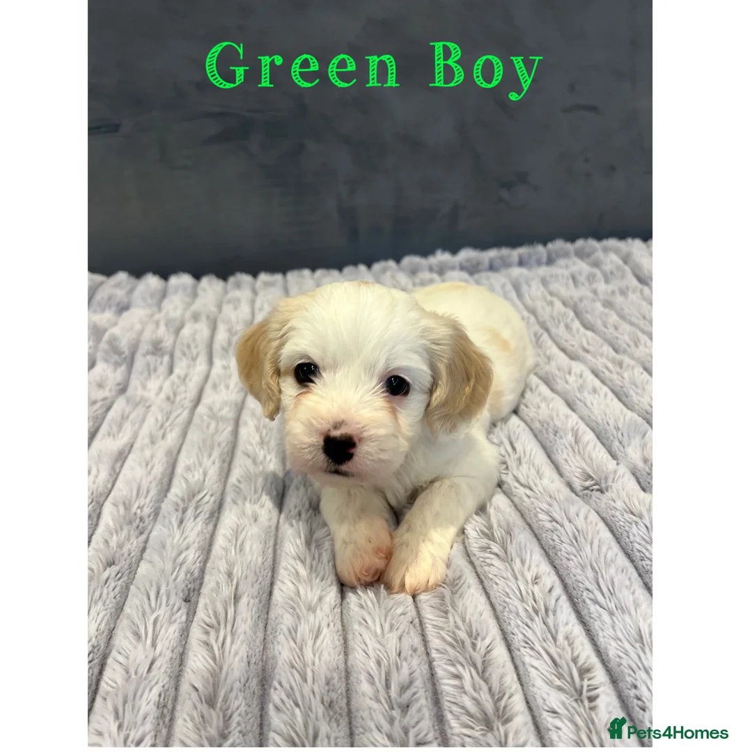 Cavachon dogs for sale: 🐶 Adorable Cavachon Puppies for Sale! 🐾 - Advert 11