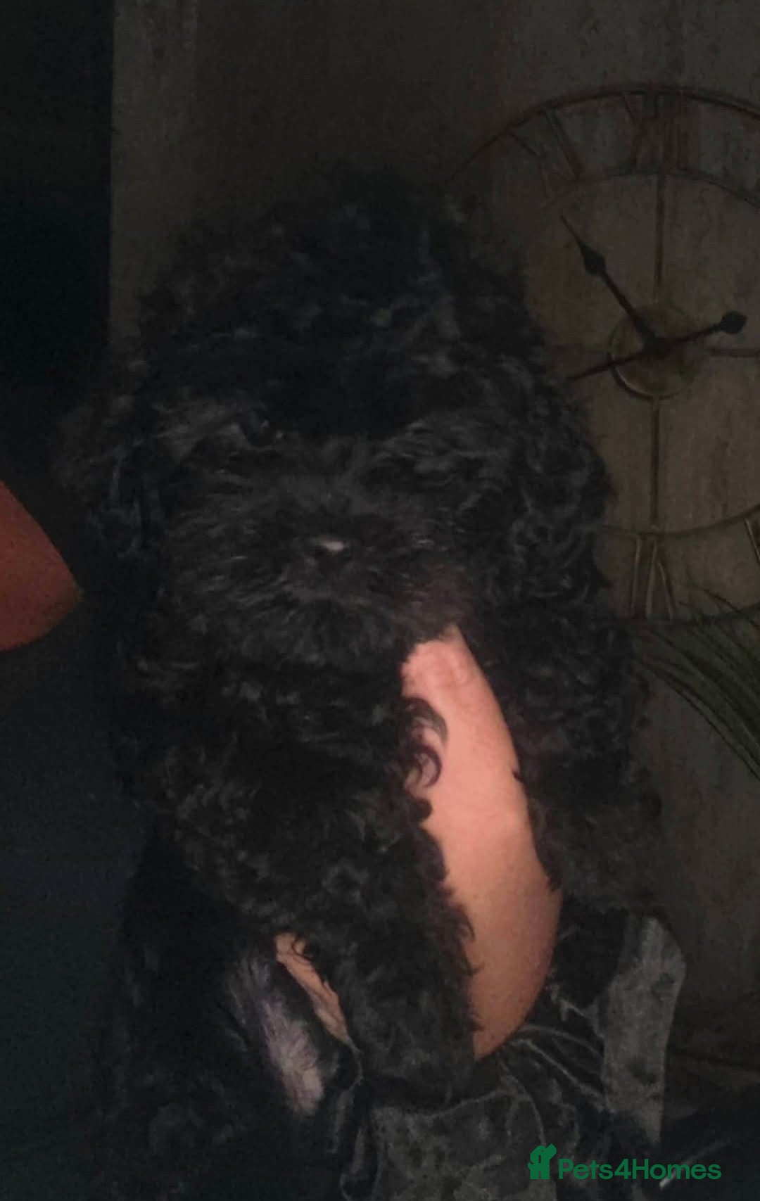 Shihpoo dogs Fluffy shihpoo pups 2 boys available - Advert 11