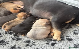 Mixed Breed dogs for sale: French billhuahua - Image 36