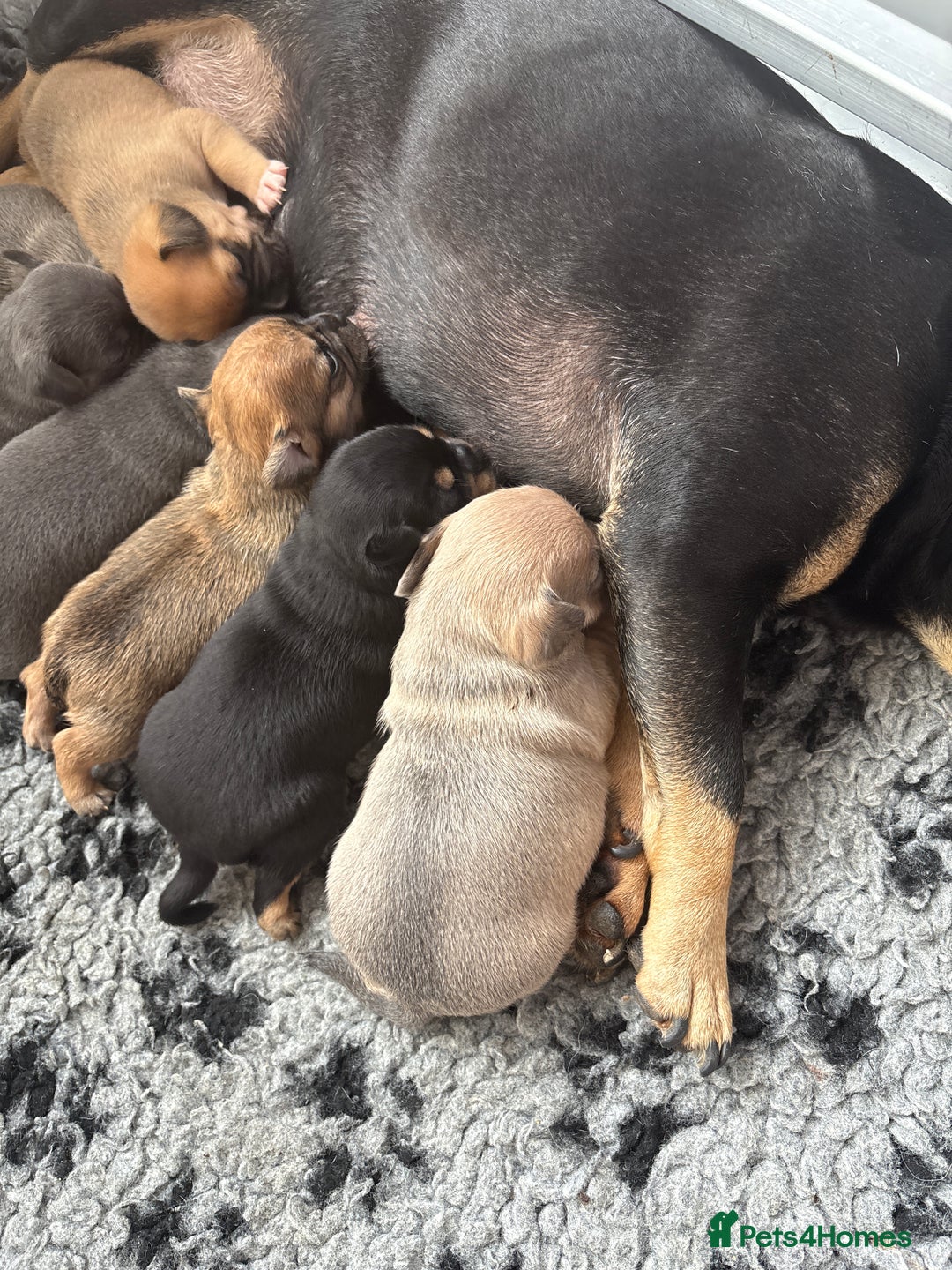 Mixed Breed dogs for sale: French billhuahua - Image 36