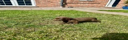 Labrador Retriever dogs for sale: KC Registered Labrador Puppies - Advert 19