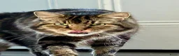 Domestic Shorthair cats for adoption: Lucky is looking for special forever home  - Advert 10