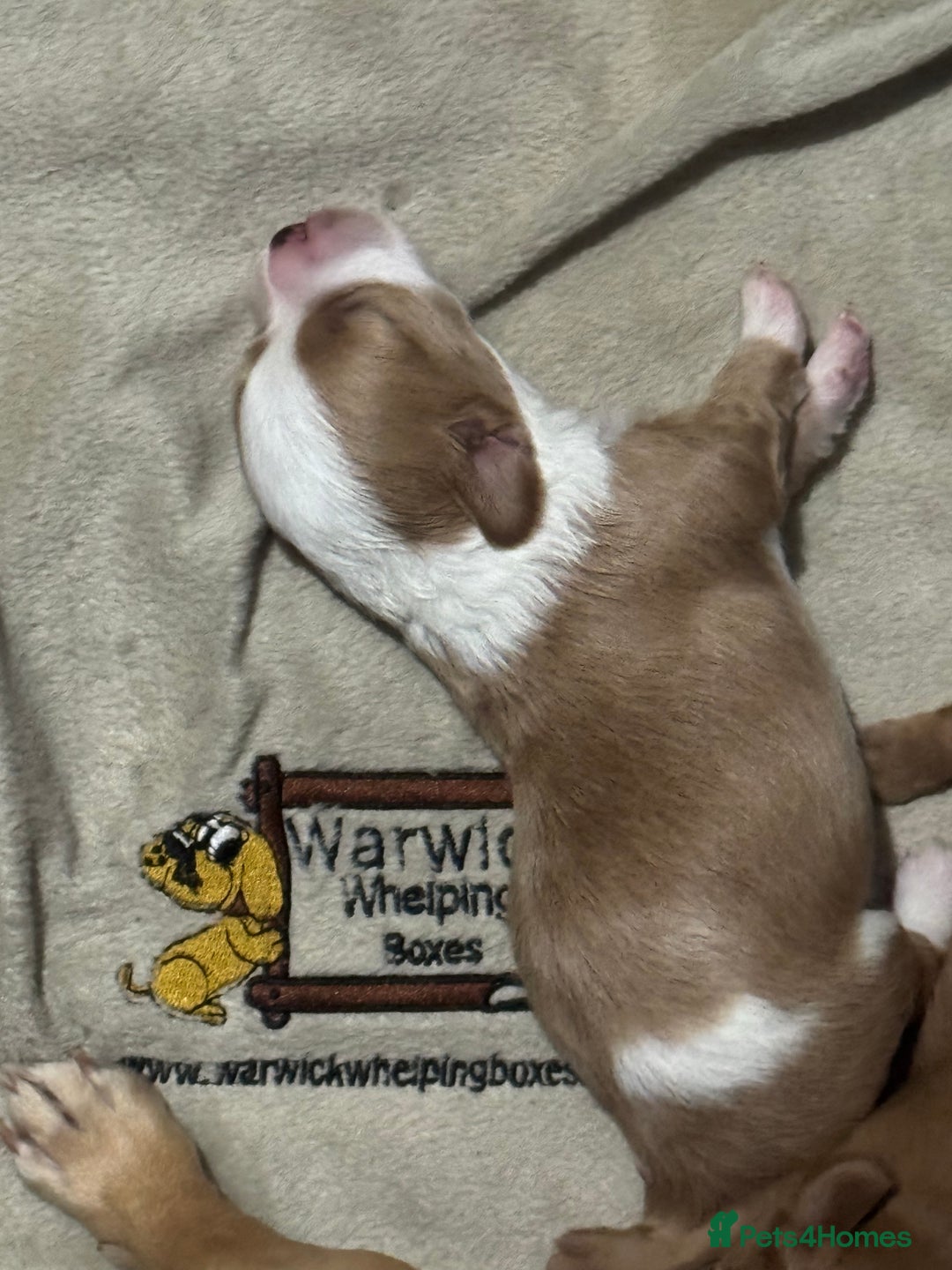 Chipoo dogs for sale: READY TO LEAVE THIS WEEK! Chipoo puppies - Advert 19