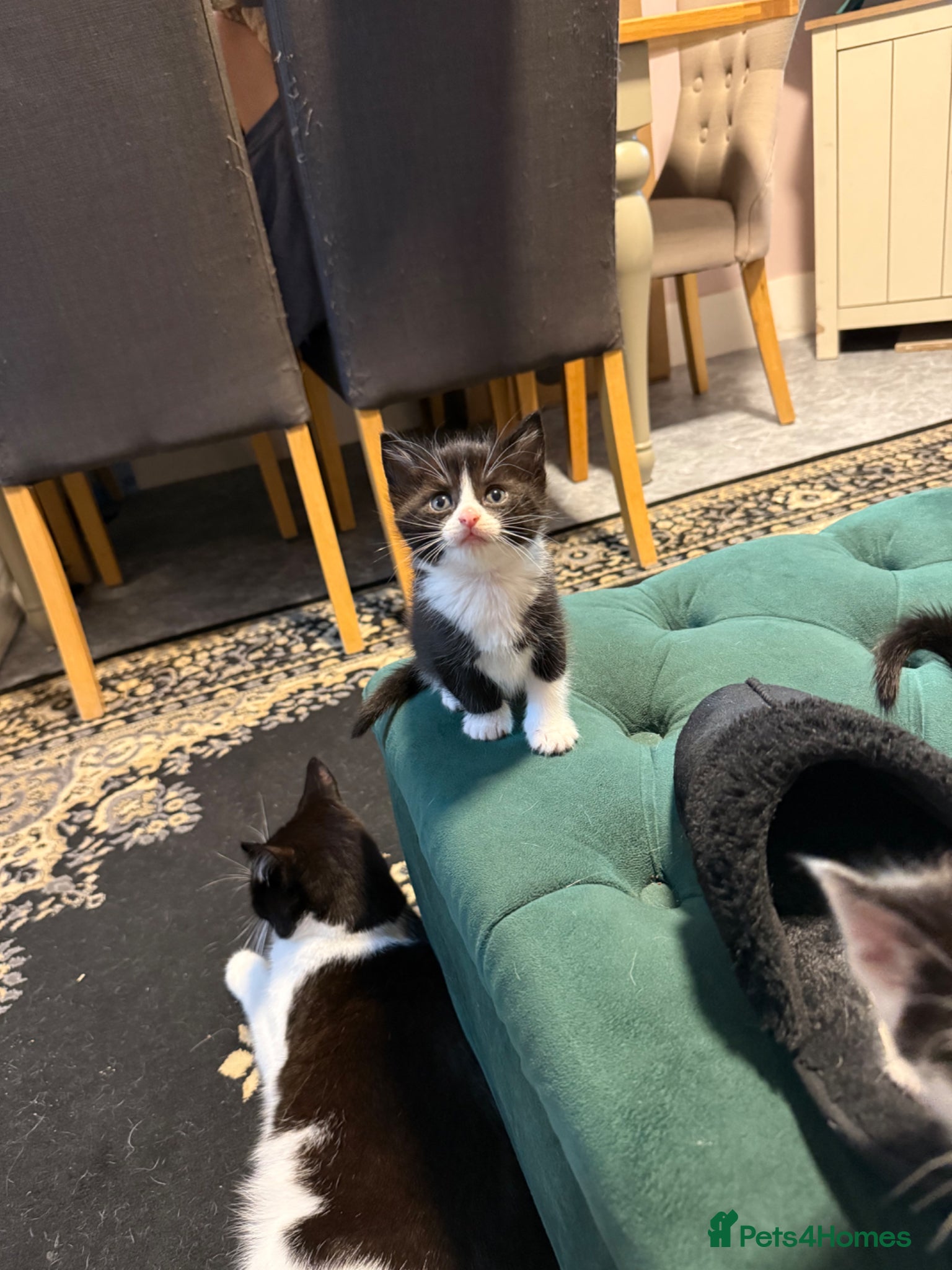 Domestic Shorthair cats Adorable kittens - Advert 6