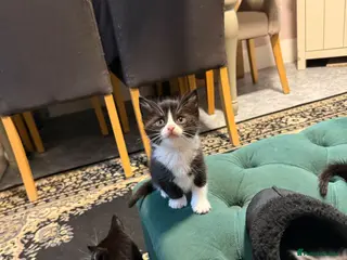 Domestic Shorthair cats Adorable kittens - Advert 6