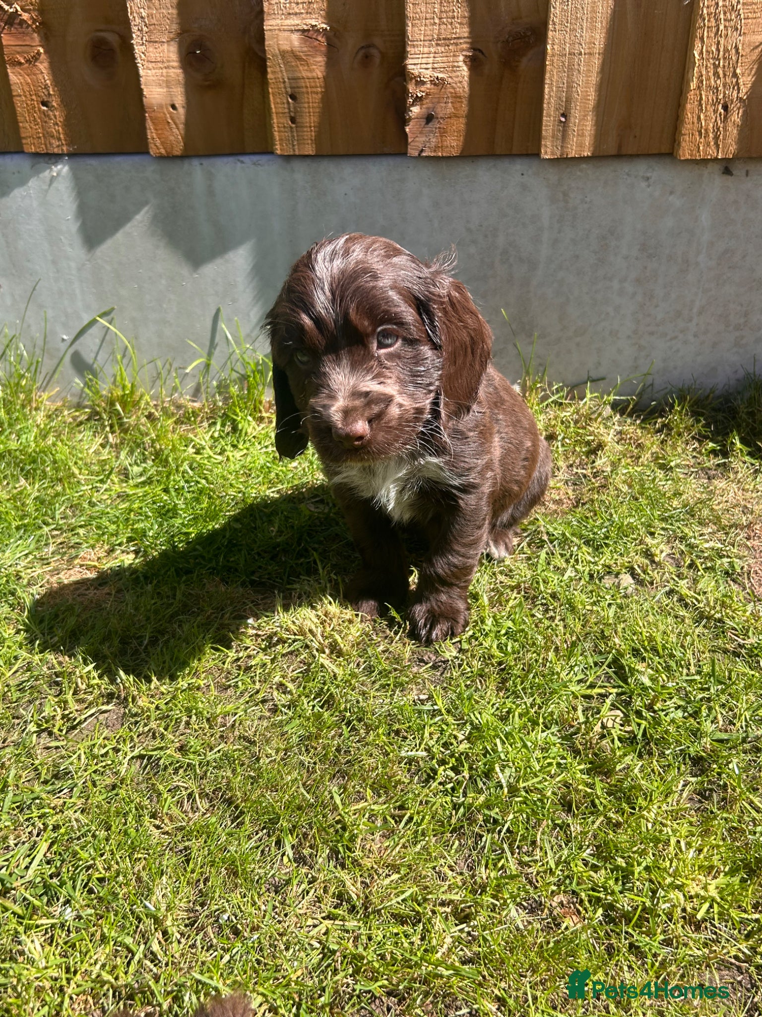 Cocker Spaniel dogs Show type cocker spaniel puppies  - Advert 7