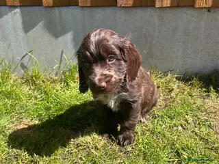 Cocker Spaniel dogs Show type cocker spaniel puppies - Advert 11