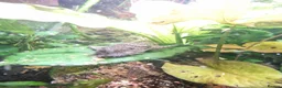 Plecos fish for sale: Mature Bristlenose Pleco in Thornton-Cleveleys - Advert 2