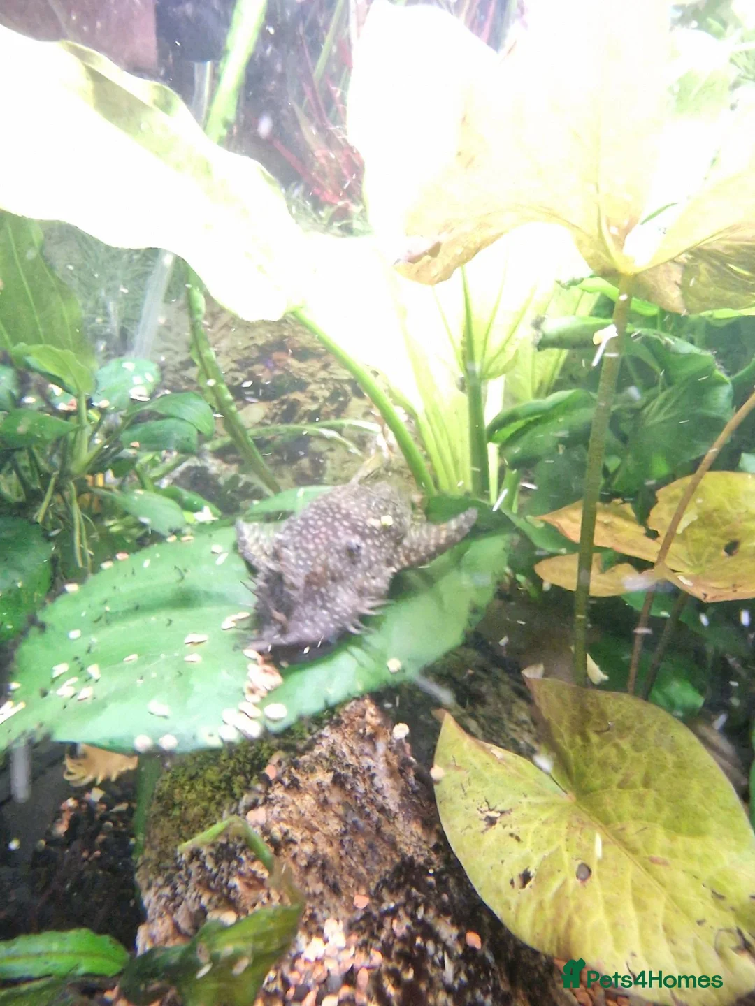 Plecos fish for sale: Mature Bristlenose Pleco in Thornton-Cleveleys - Advert 2