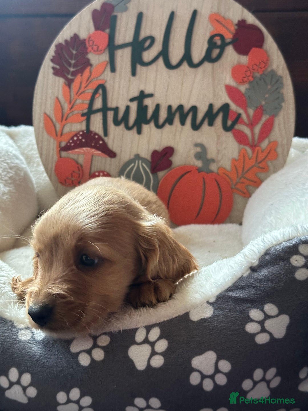 Cockapoo dogs for sale: F3 Cockapoo puppies. Prices do vary.  - Image 14