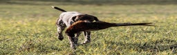 German Shorthaired Pointer dogs for stud: Outstanding GSP for Stud in Southampton - Advert 5