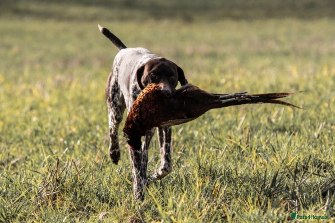 German Shorthaired Pointer dogs for stud: Outstanding GSP for Stud in Southampton - Image 5