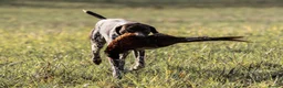 German Shorthaired Pointer dogs for stud: Outstanding GSP for Stud in Southampton - Advert 5