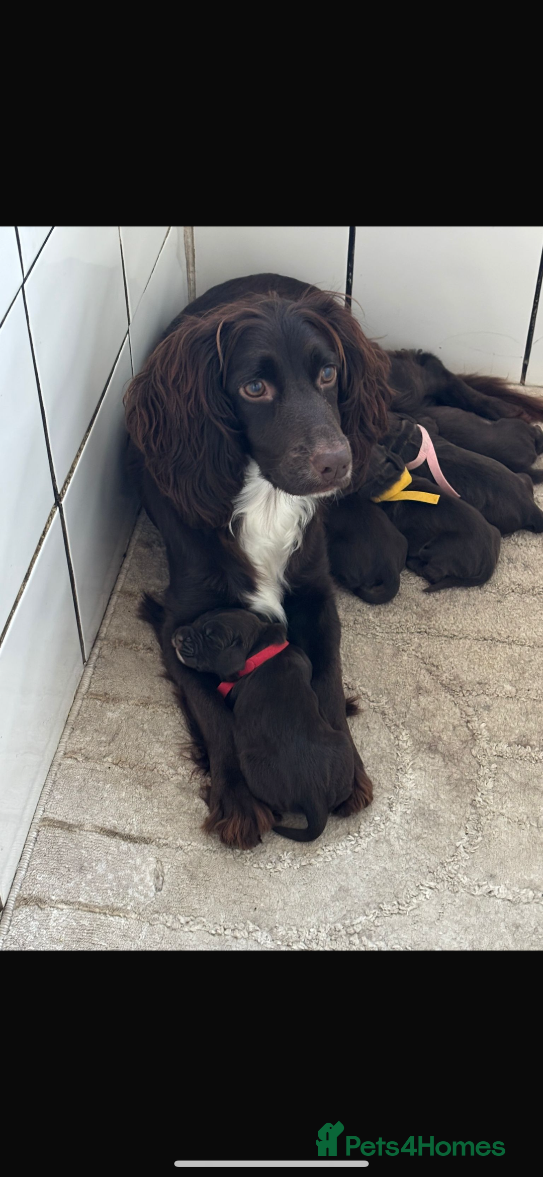 Sprocker dogs for sale: Sprocker Puppies - Image 2