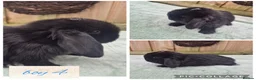 Mini Lop rabbits for sale: Ready to be reserved - Advert 4