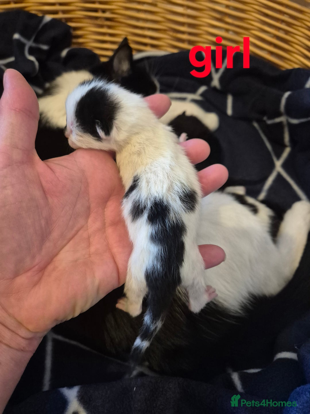 Domestic Shorthair cats for sale: Beautiful 10 week, black and white female kitten - Advert 7