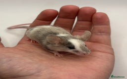 Mouse rodents for sale: Male Fancy Mice for Adoption - Image 3