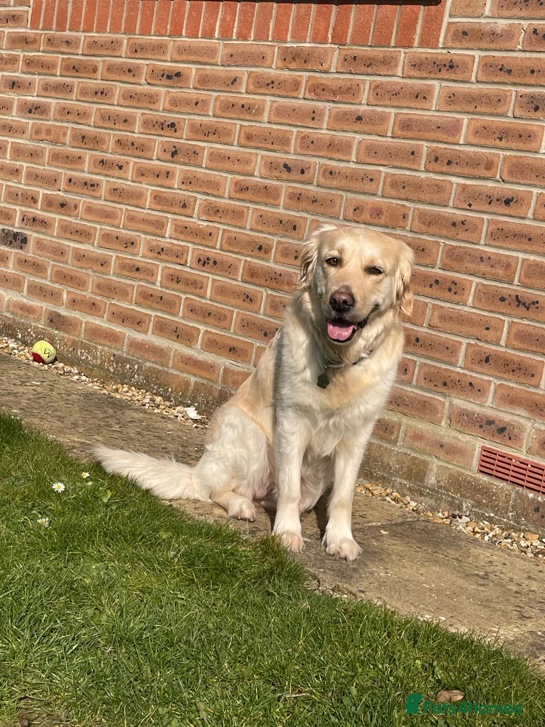 Golden Retriever dogs for sale: 7 year old pedigree golden retriever for sale in Lee-on-the-Solent - Advert 5
