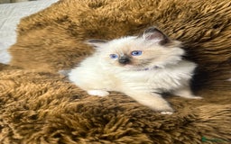 Ragdoll cats for sale: GCCF Sealpoint Mitted/Blue Lynx Ragdoll kittens - Image 22