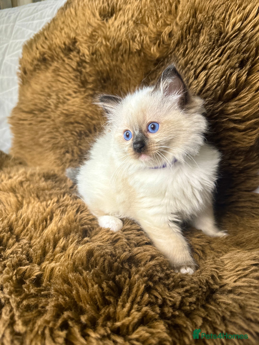 Ragdoll cats for sale: GCCF Sealpoint Mitted/Blue Lynx Ragdoll kittens - Image 22