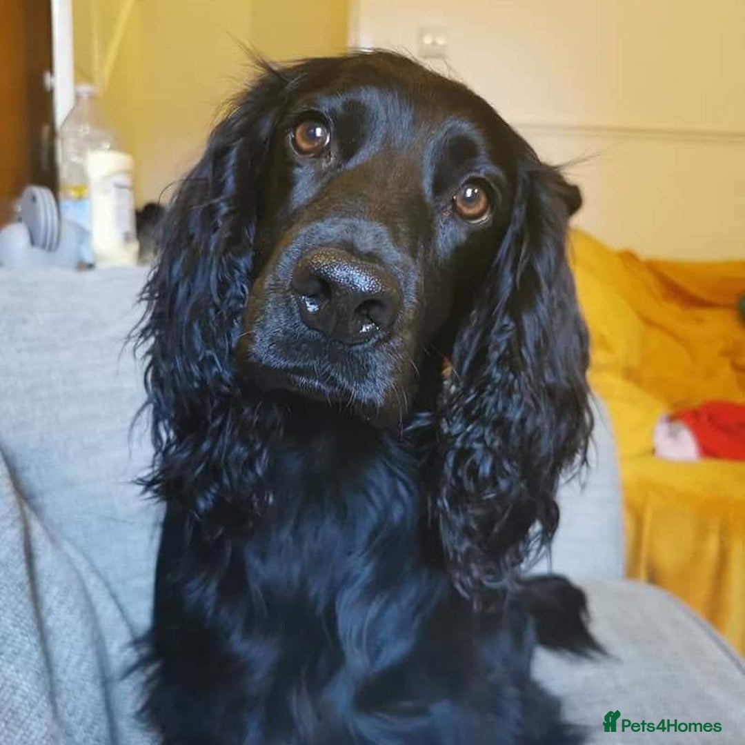 Cocker Spaniel dogs for stud: KC Registered Working Cocker Spaniel STUD - Advert 2