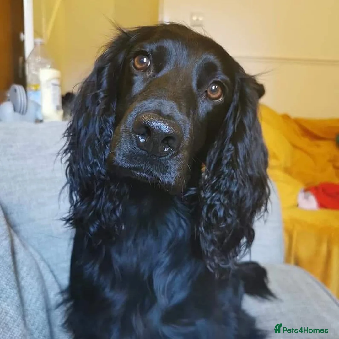 Cocker Spaniel dogs for stud: KC Registered Working Cocker Spaniel STUD - Advert 2