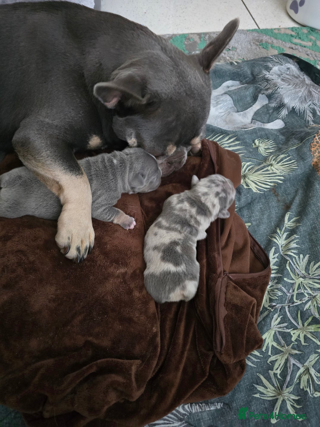 French Bulldog dogs for sale: French bulldog pups - Image 4