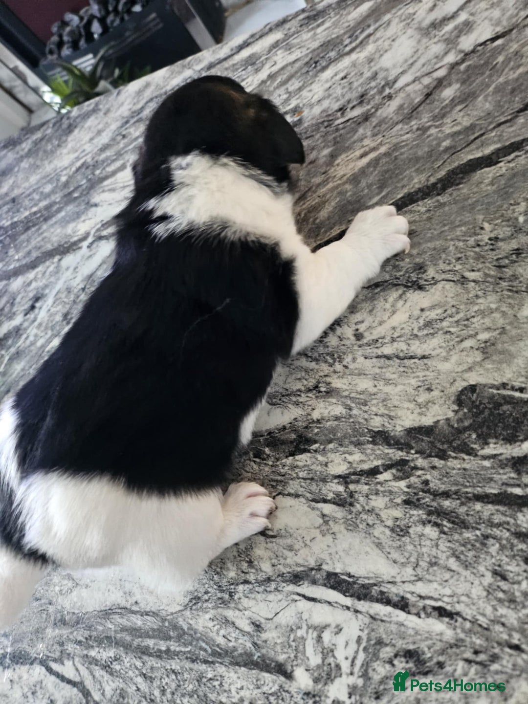 Jack Russell dogs for sale: Full pedigree jack russle pups  - Advert 21