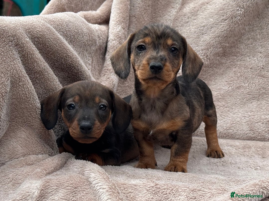 Dachshund dogs for sale: Miniature dachshund x Teckel puppies-Ready now!  - Image 4