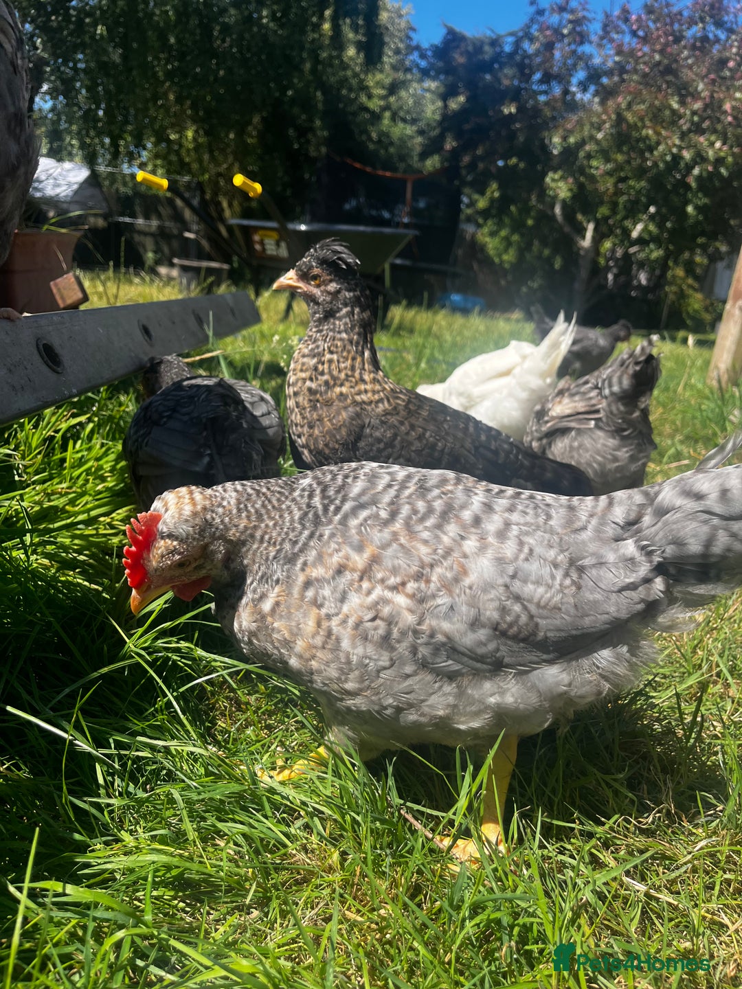 Chickens poultry for sale: 5 cockerels for sale - Image 3