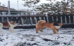 Akita dogs for sale: ✨🐕 Akita Brothers Seeking Their Forever Homes! 🐕 - Image 5