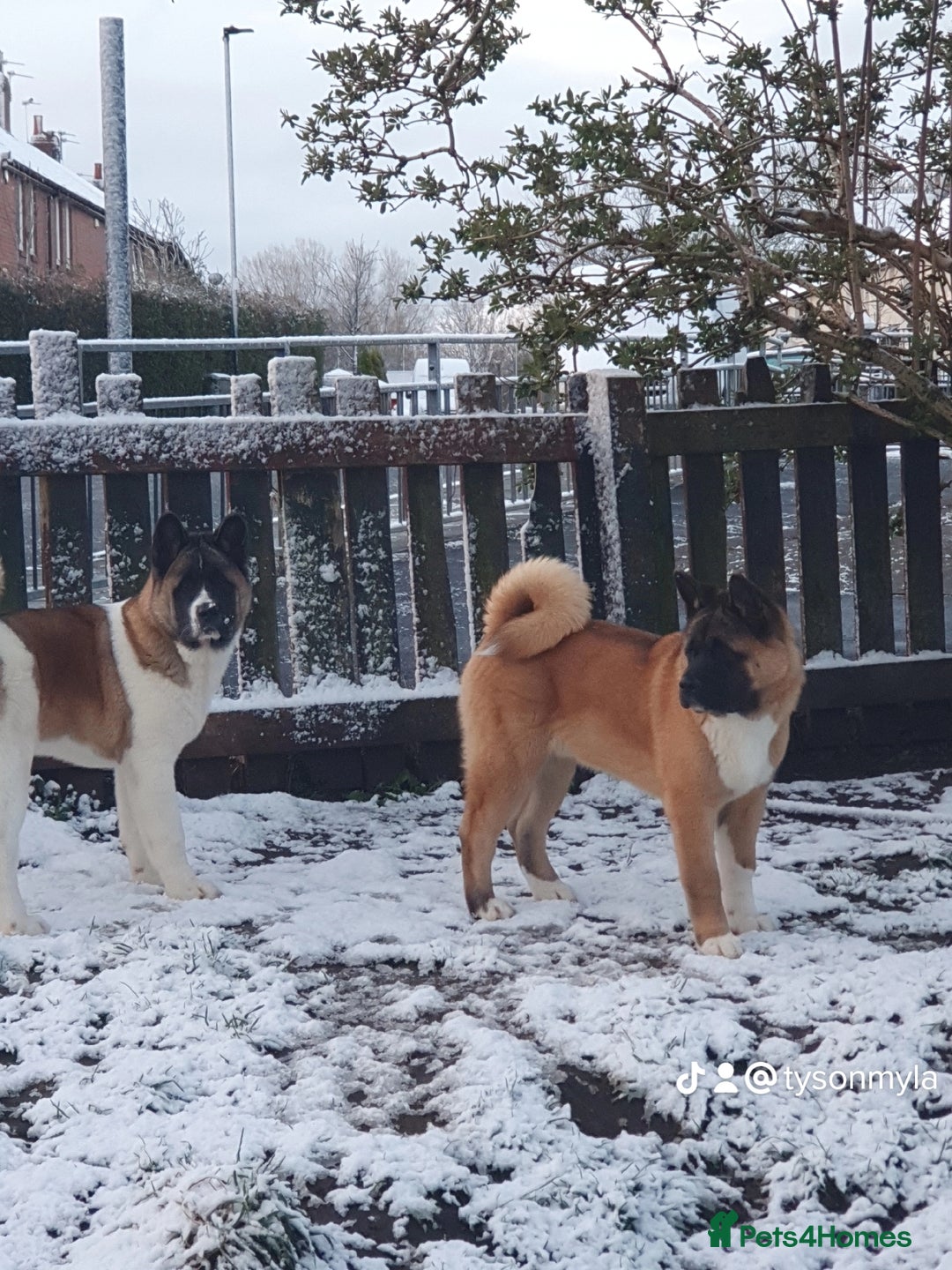 Akita dogs for sale: ✨🐕 Akita Brothers Seeking Their Forever Homes! 🐕 - Image 5