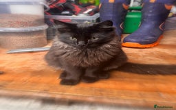 Ragdoll cats for sale: Calico Ragdoll kitten  - Image 8