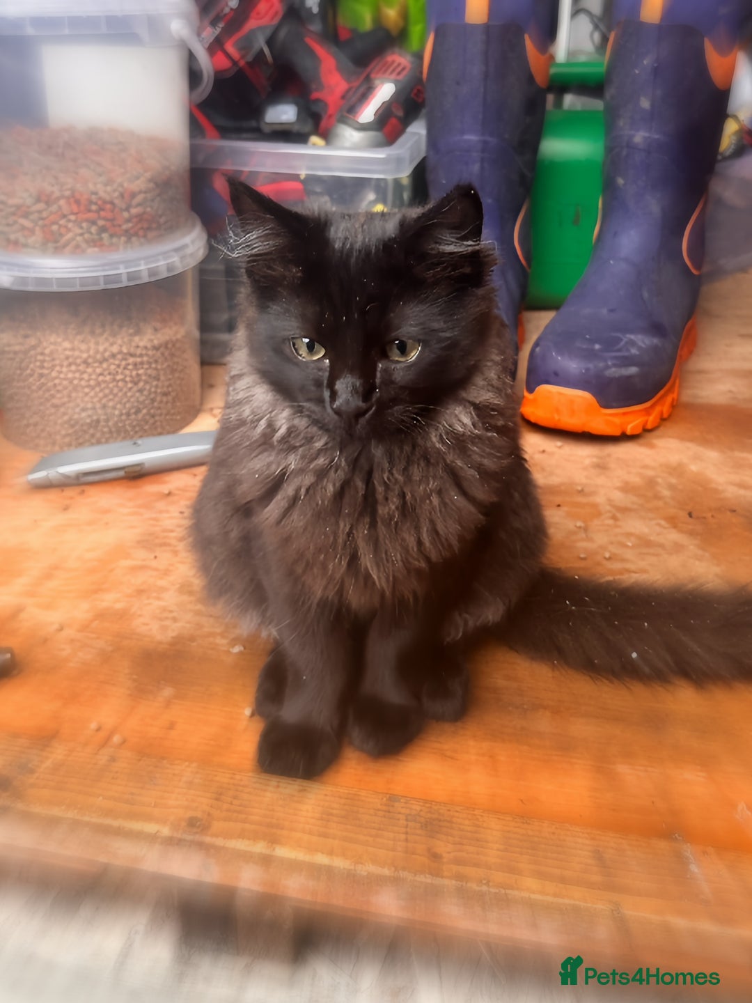 Ragdoll cats for sale: Calico Ragdoll kitten  - Image 8