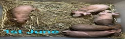 Guinea Pig rodents for sale: Skinny Pig Boars  - Advert 4