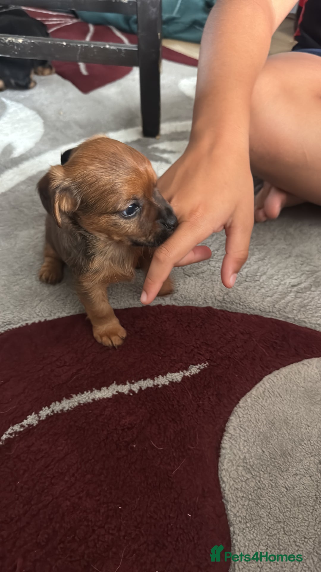 Yorkshire Terrier dogs for sale: Puppies for sale  - Image 5